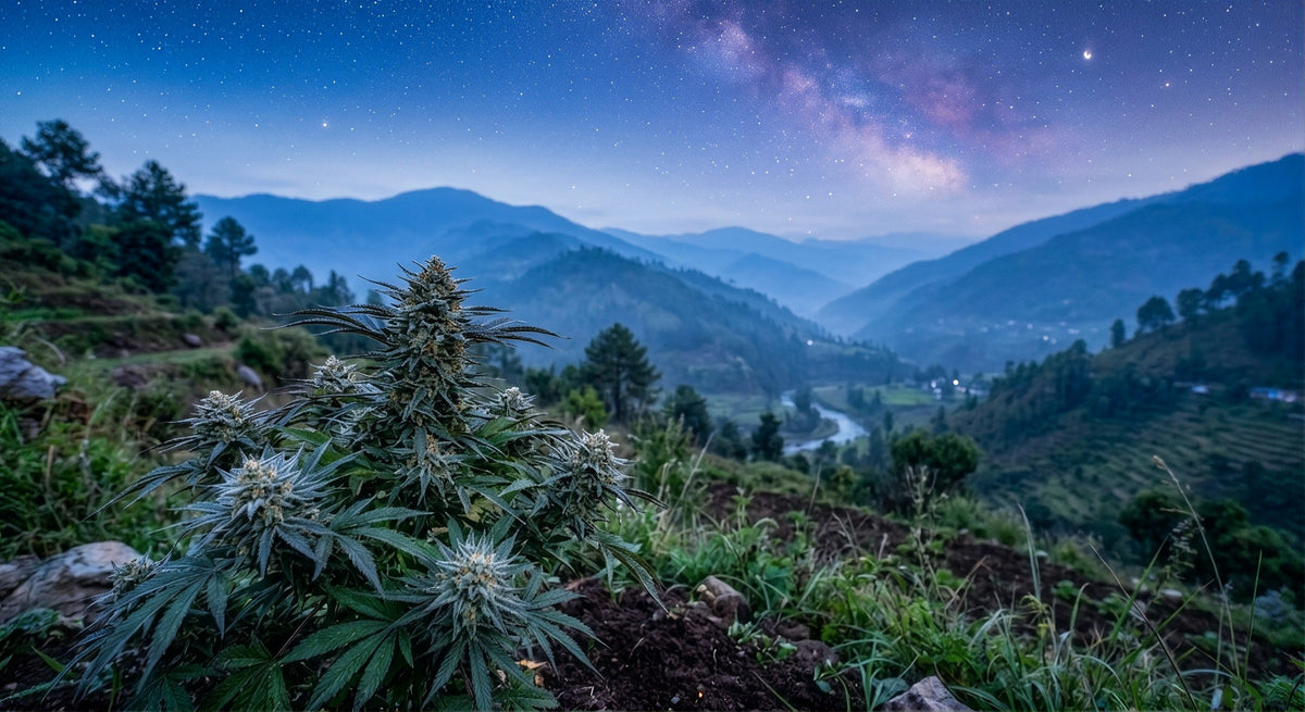 Blue Dream Strain: Effects, Flavor, and Why This Hybrid Endures