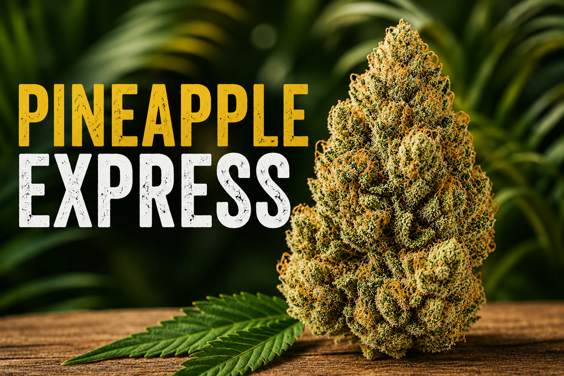 Pineapple Express Strain: Discover a Tropical Classic