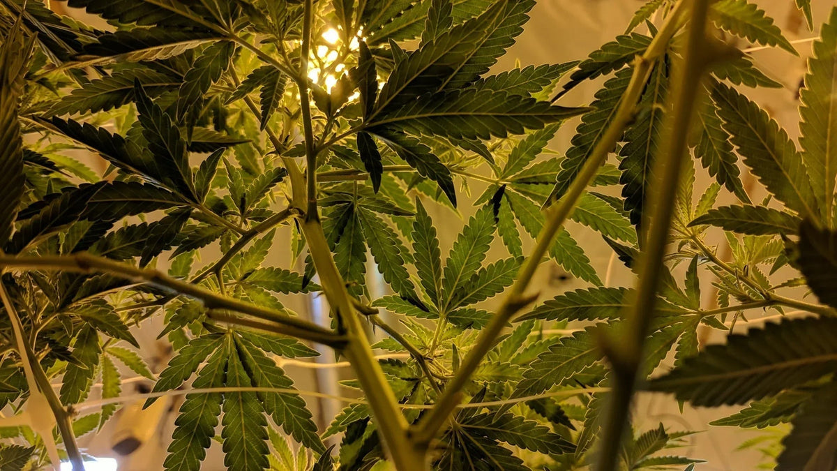 Happy Holidaze!