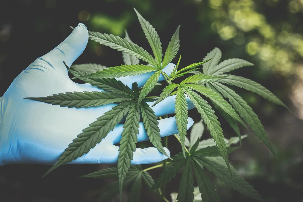 CBD vs. CBN: Differences & Similarities