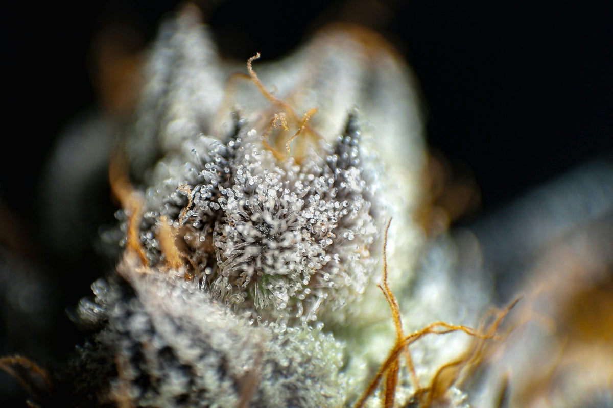 How to Identify the Best Quality THCa Flower