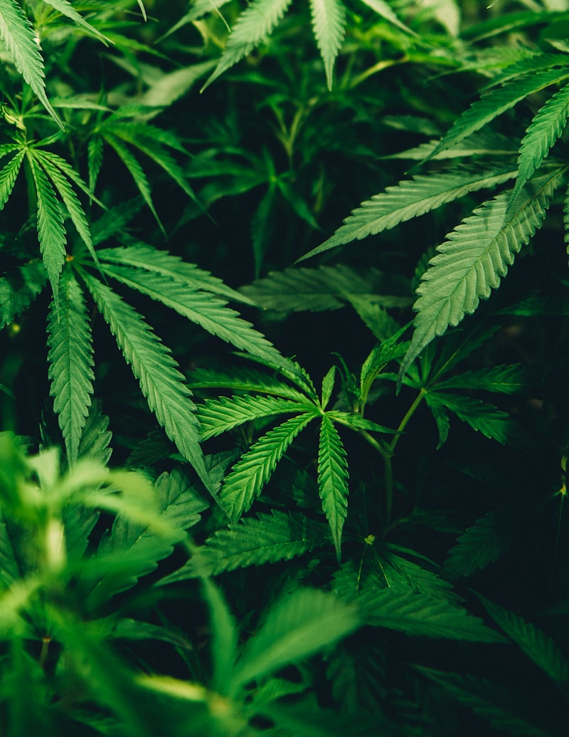 Exploring the Benefits of THCV Edibles
